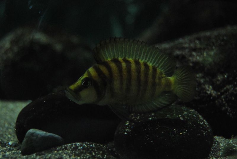 Altolamprologus compressiceps 'Cape Chaitika'
